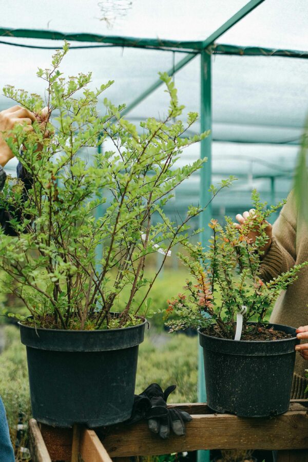 Dos plantas en un soporte negro